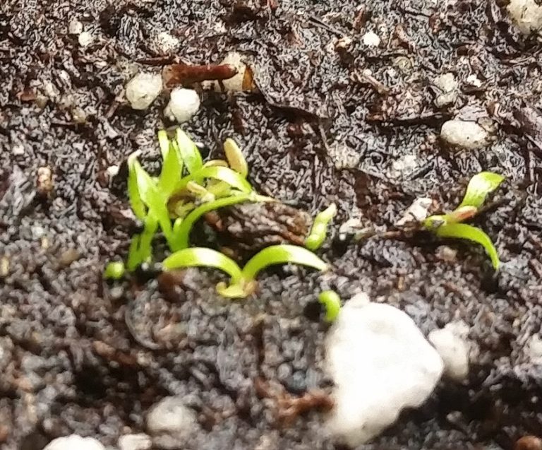 January-20-2016-T-768x637 Venus Fly Trap from Seed