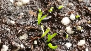 January-6-2016-2-R-300x168 Venus Fly Trap from Seed