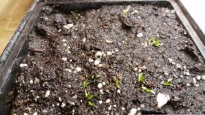 January-6-2016-R-300x168 Venus Fly Trap from Seed