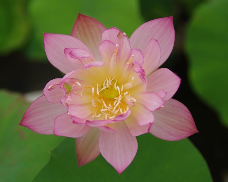 Jin-Si-QueCrane-4-Cro Bowl Lotus