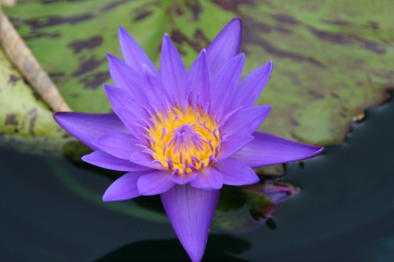 N.-Blue-Spider-Res-1 Annual Waterlilies in May