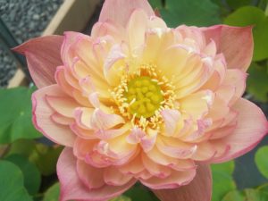 N.-Brocade-Color-300x225 Lotus Greenhouse