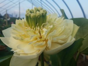 N.-Fairy-Canary-in-the-Snow-300x225 Lotus Greenhouse