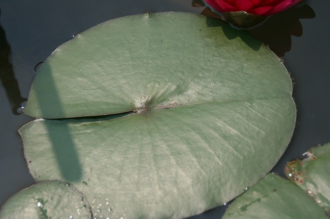 N.-Manee-Red-Leaf-r-1 Hardy (Perennial) Waterlilies