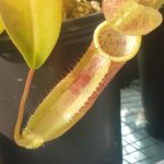 N.-Sanguinea-150x150 Nepenthes Seedlings