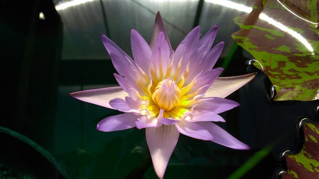 N.-Star-of-Siam-Waterlily First Waterlily Blooms of 2014