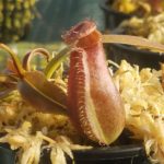 N.-densiflora-x-rafflesiana-150x150 Nepenthes Seedlings