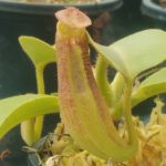 N.-singalana-150x150 Nepenthes Seedlings