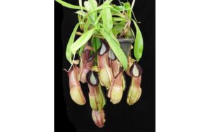 N.-spathulata-x-hamata-300x188 The Year of the Nepenthes