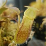 N.-spectabilis-150x150 Nepenthes Seedlings