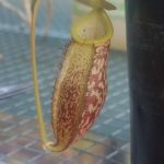 N.-spectabilis-x-mira-150x150 Nepenthes Seedlings