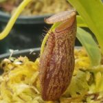 N.-talangensis-x-robcantleyi-150x150 Nepenthes Seedlings