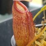N.-talangensis-x-sibuyanensis-150x150 Nepenthes Seedlings