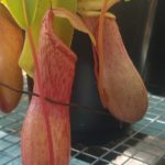 N.-ventricosa-150x150 Nepenthes Seedlings