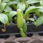 Nepenthes-ventricosa-2-150x150 Carnivorous Plants from Tissue Culture