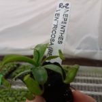 Nepenthes-ventricosa-4-150x150 Carnivorous Plants from Tissue Culture