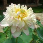 New-Colorful-Brocade-2-r-1-150x150 Lotus Tubers For Sale 2016