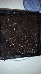 November-15-2015-R-168x300 Venus Fly Trap from Seed