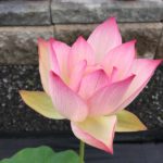 Pink-Hibiscus-Lotus-150x150 2017 Lotus Season