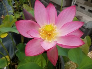 Pink-Peach-14-R-300x225 Lotus Paradise July 2017