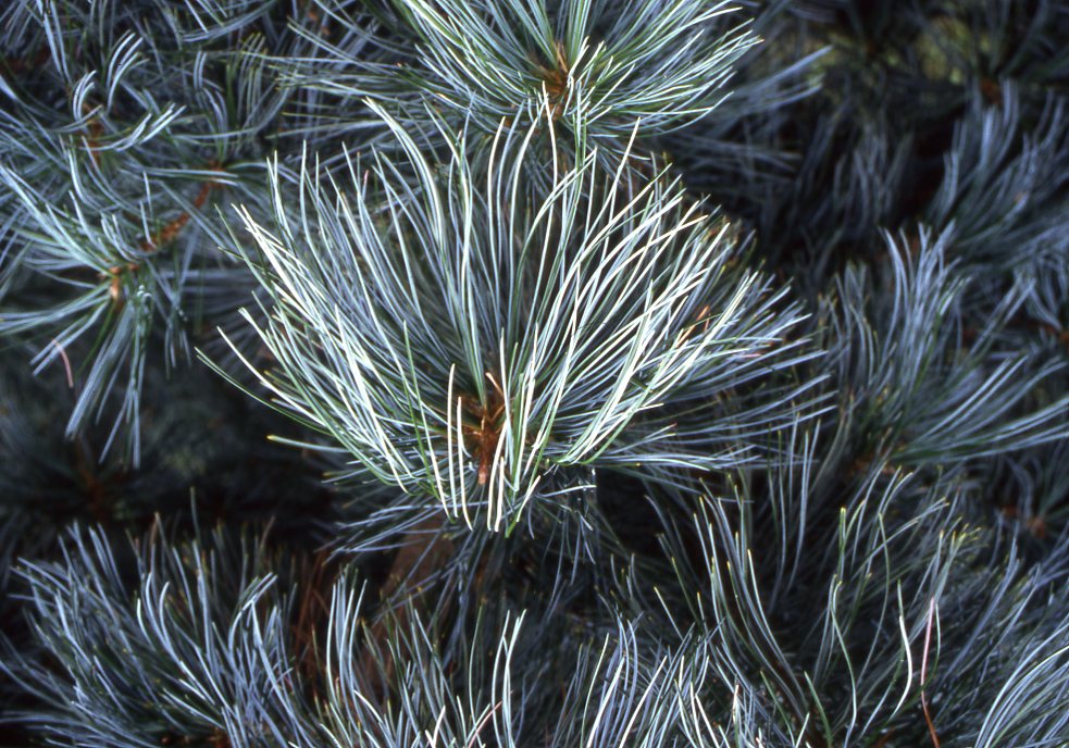 Pinus-koraiensis-Glauca Dwarf Conifers Around Your Pond & in Your Garden