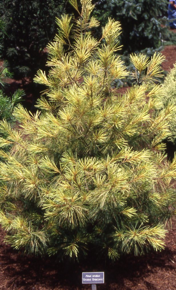 Pinus-strobus-Oculus-Draconis Dwarf Conifers Around Your Pond & in Your Garden
