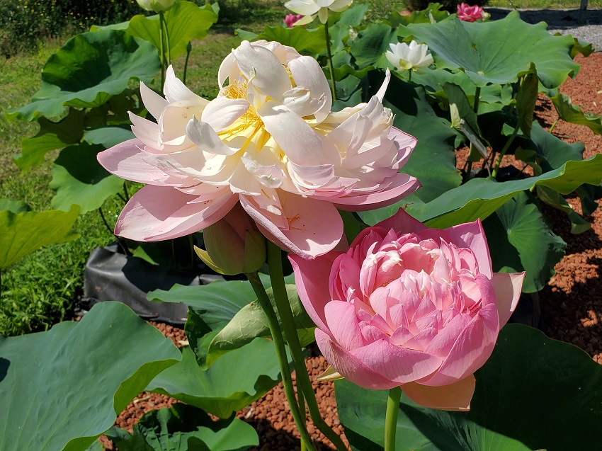 R-13 Lotus are Blooming