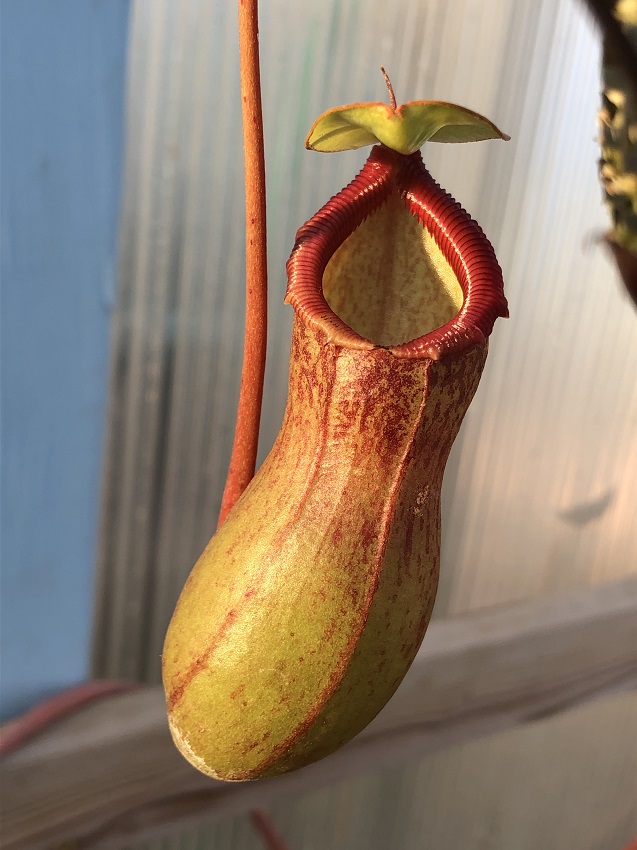 R-3278 Nepenthes Celebrate the Winter Solstice