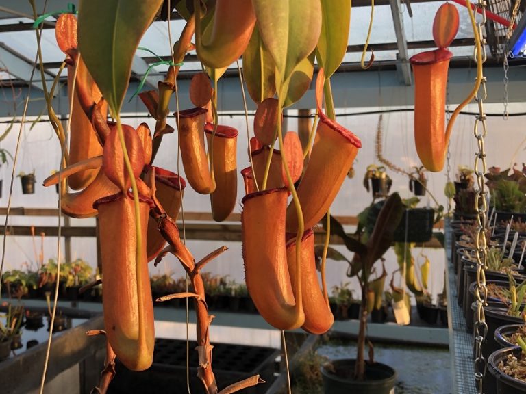 R-3292-2-768x576 Nepenthes Celebrate the Winter Solstice