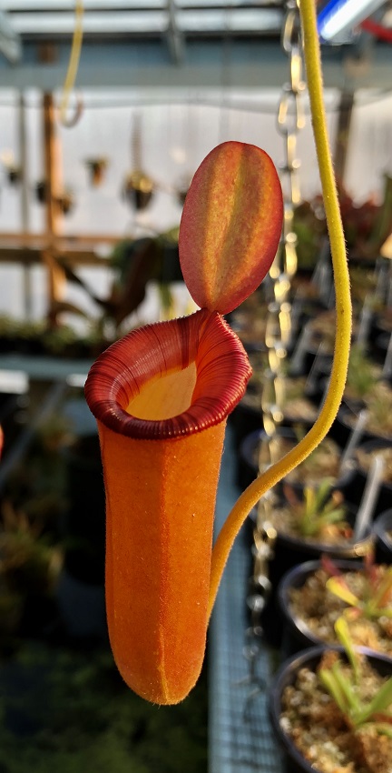 R-3292 Nepenthes Celebrate the Winter Solstice