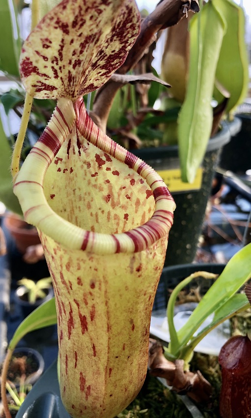 R-3401-2 Nepenthes Celebrate the Winter Solstice