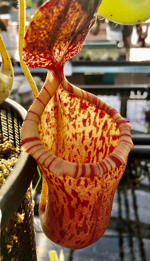 R-3401 Nepenthes Celebrate the Winter Solstice