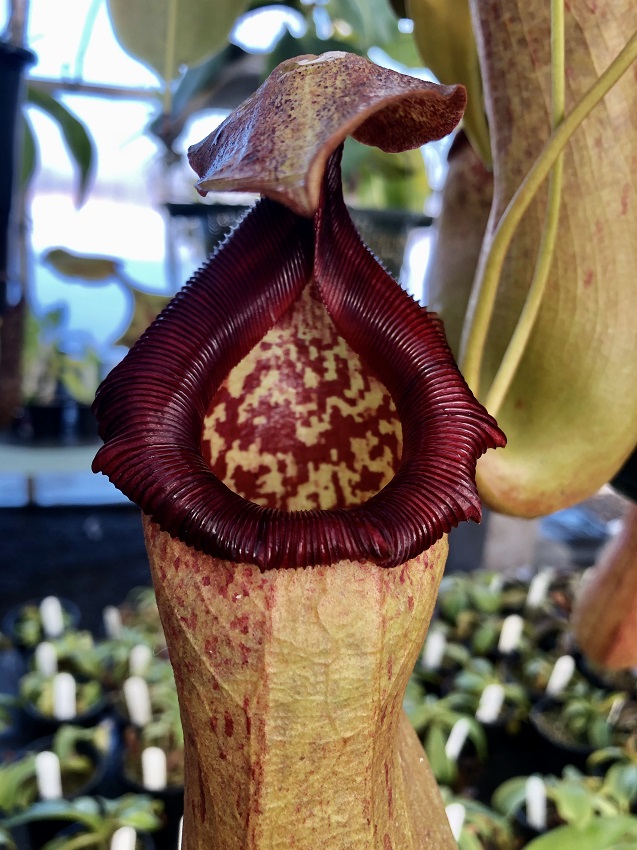R-3407 Nepenthes Celebrate the Winter Solstice