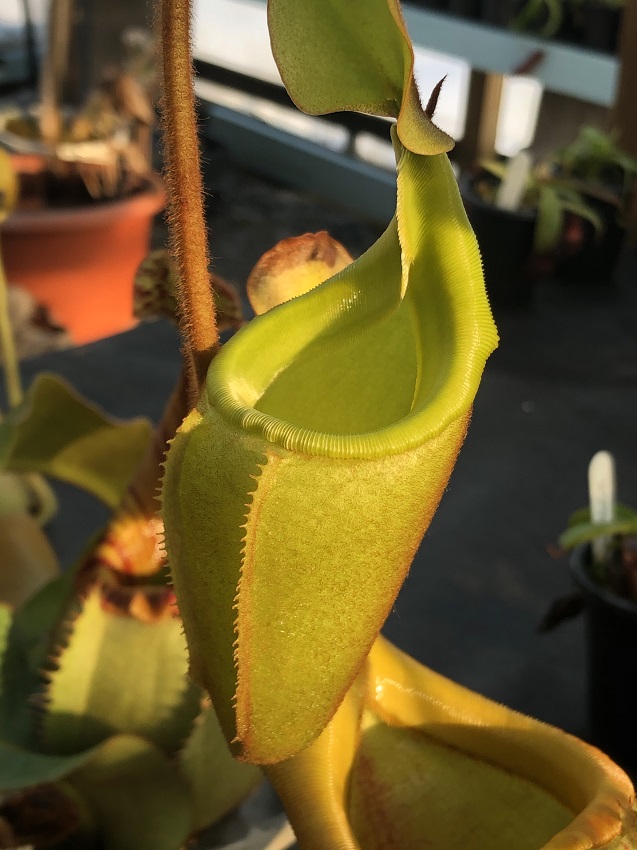 R-3486 Nepenthes Celebrate the Winter Solstice
