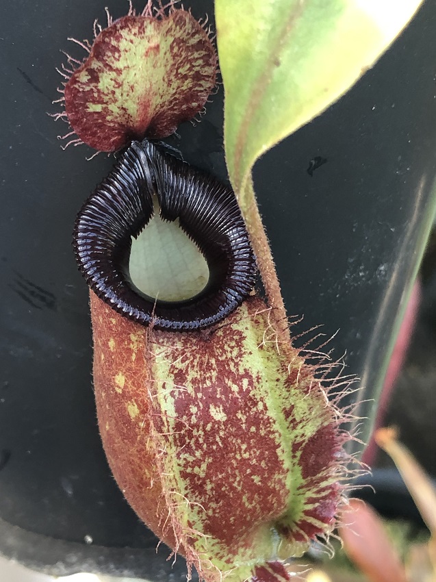 R-3726 Nepenthes Celebrate the Winter Solstice