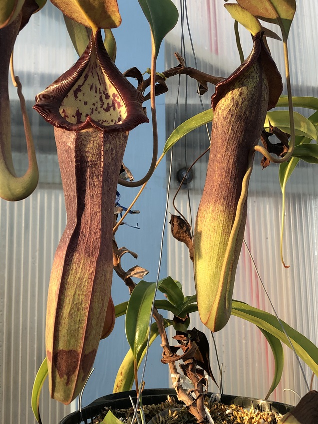R-3740 Nepenthes Celebrate the Winter Solstice