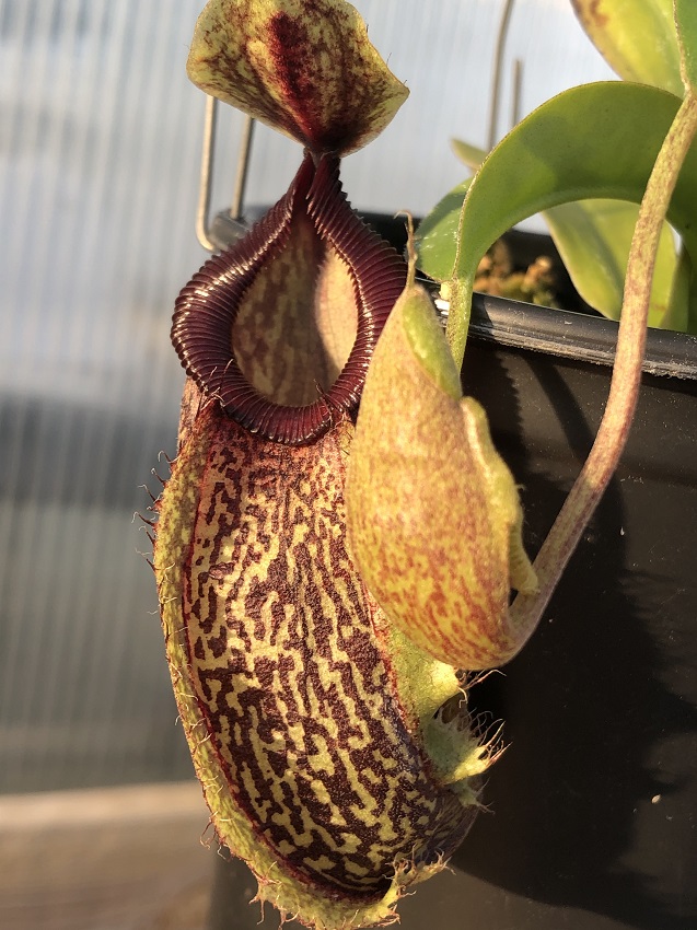 R-3777 Nepenthes Celebrate the Winter Solstice