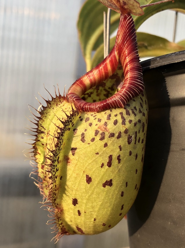 R-3862 Nepenthes Celebrate the Winter Solstice