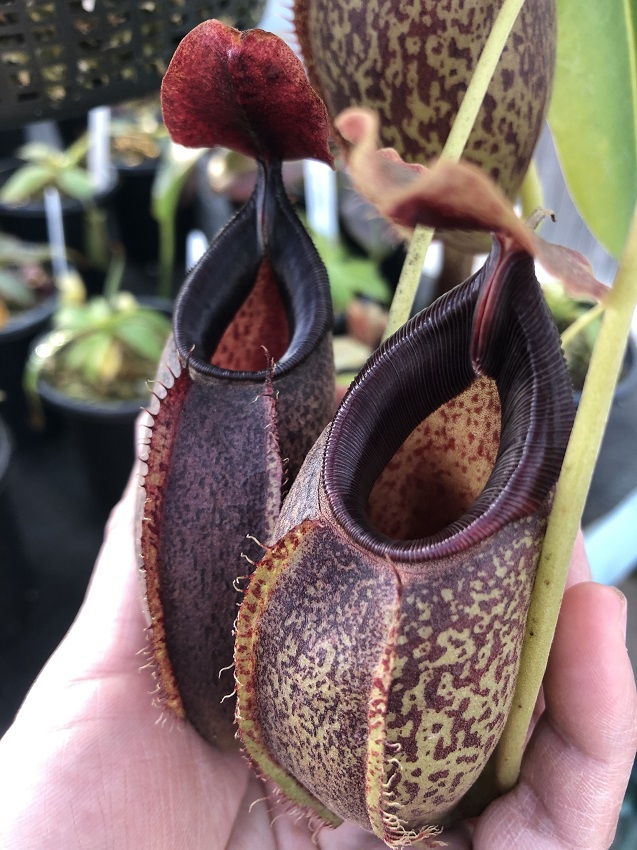 R-3896-L Nepenthes Celebrate the Winter Solstice