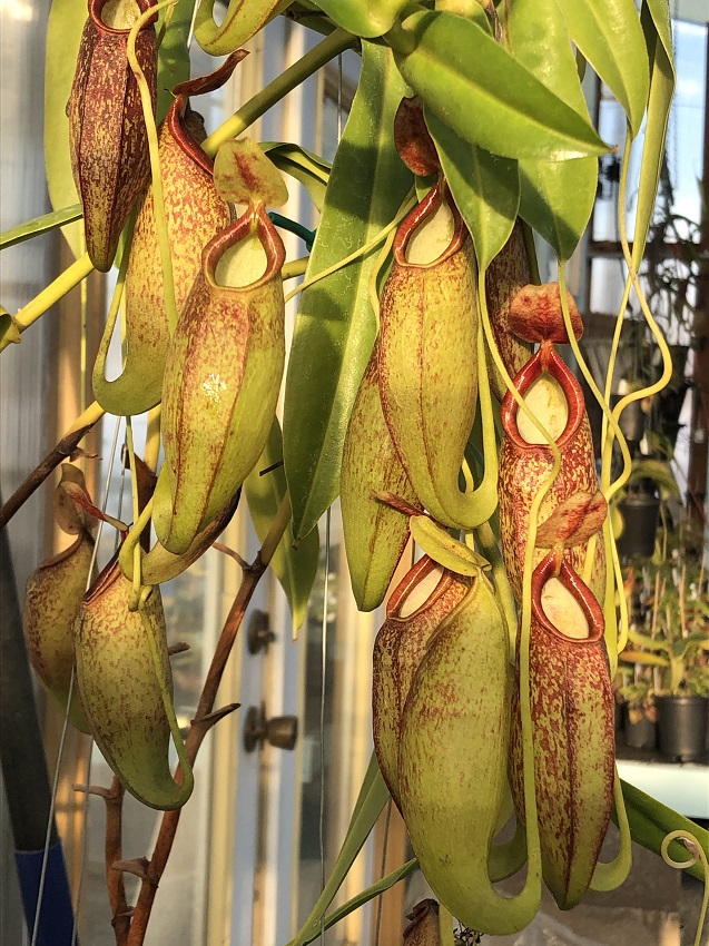 R-3896 Nepenthes Celebrate the Winter Solstice