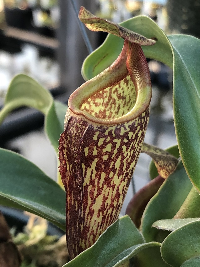 R-3927 Nepenthes Celebrate the Winter Solstice