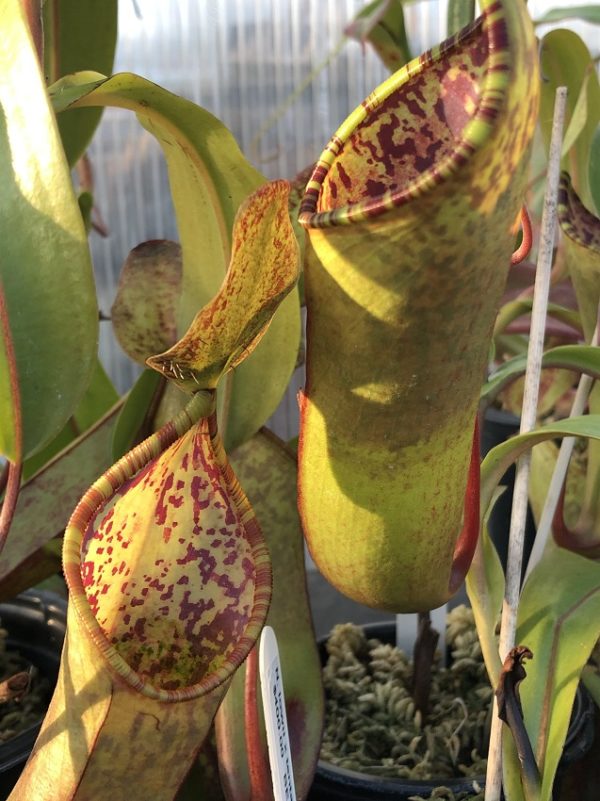 R-3970-600x801 Nepenthes lowii x tentaculata BE3970