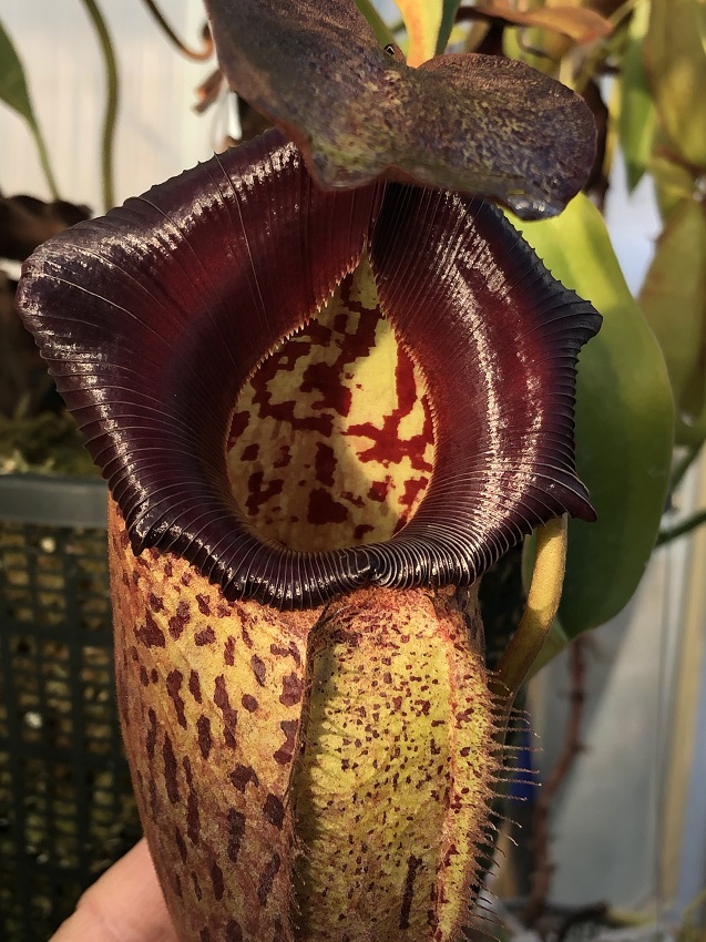 R-9999-TR Nepenthes Celebrate the Winter Solstice