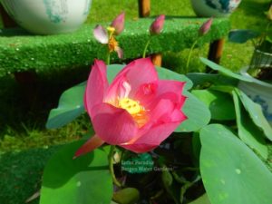 Real-Beauty-Lotus-1wm-1-1-300x225 Micro Lotus Update 2021