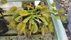 Red-Giant-R-300x169 Venus Fly Traps