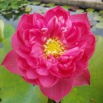 Scarlet-Lotus-1-150x150 2017 Lotus Season