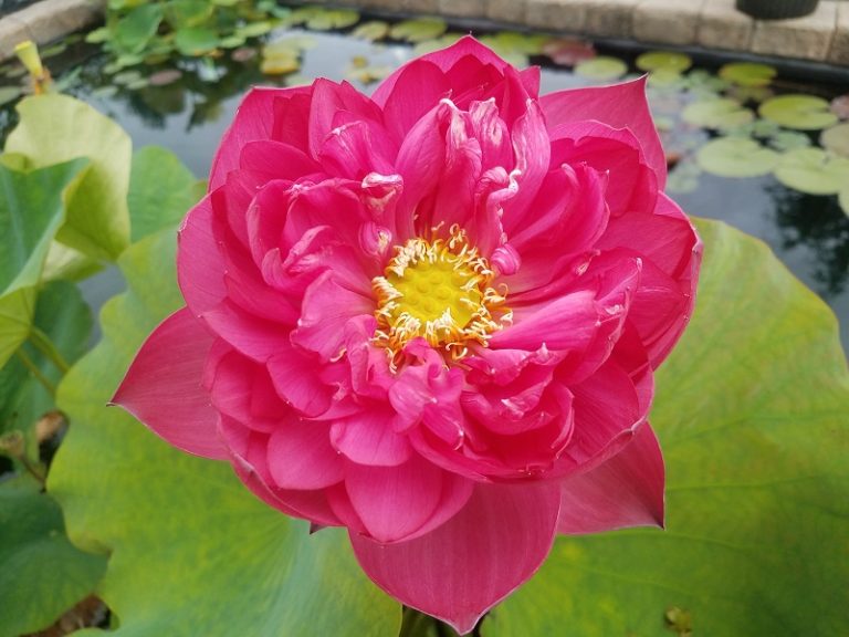 Scarlet-Lotus-768x576 Lotus Paradise July 2017
