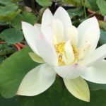 Single-Colorful-Brocade-Lotus-150x150 2017 Lotus Season