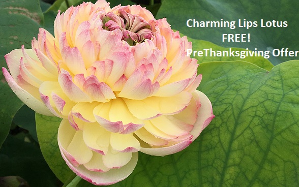 Thumb-8 Thanksgiving Offer Free Charming Lips Lotus