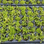 VFT-Dente-150x150 Carnivorous Plants from Tissue Culture